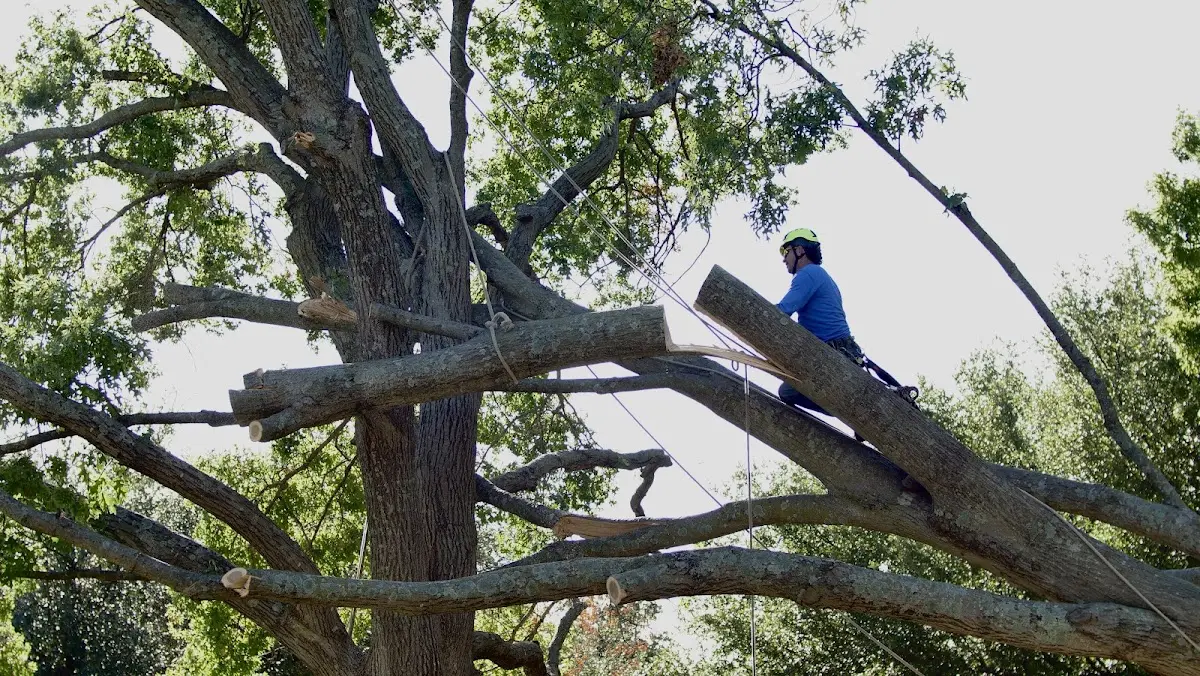 Professional Hazardous Tree Removal performed by certified arborists in Wimberley
